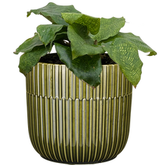 Calathea Musaica | Calathea Network (S)