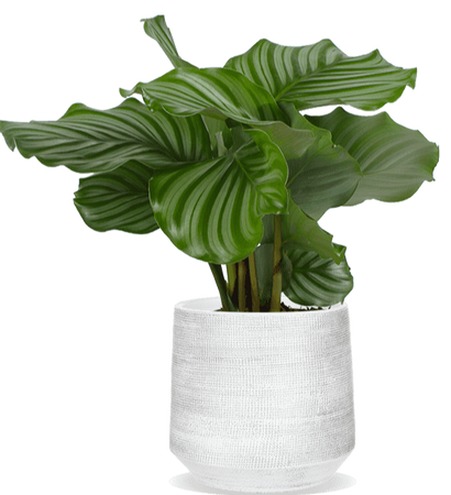Calathea Orbifolia (S)
