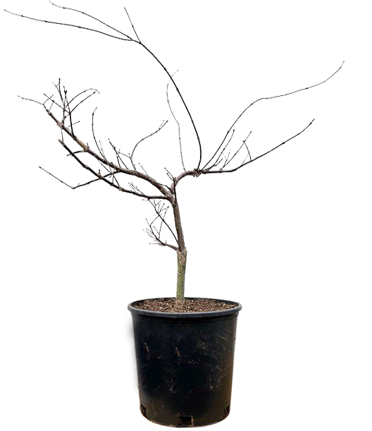 Acer Palmatum Dissectum | Cascading Japanese Maple (L)
