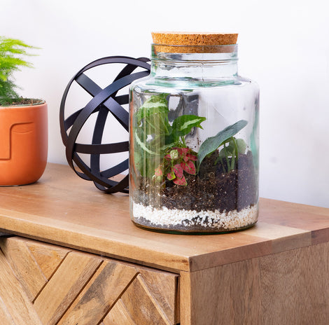 Terrarium Kit with Plants - Plant Gift - Moss Terranium - Birthday gift -  Desk Terrarium - Glass Terrarium Biodome - DIY terrarium kit