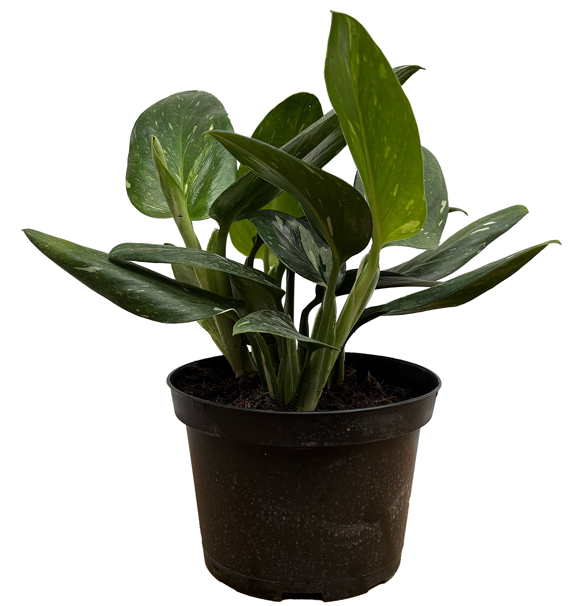Monstera Stendleyana | Monstera Cobra (M)