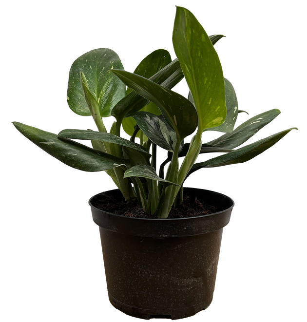 Monstera Standleyana Peru | Monstera | Easy Care Houseplant