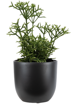 Rhipsalis Cereuscula | Coral Cactus (S)