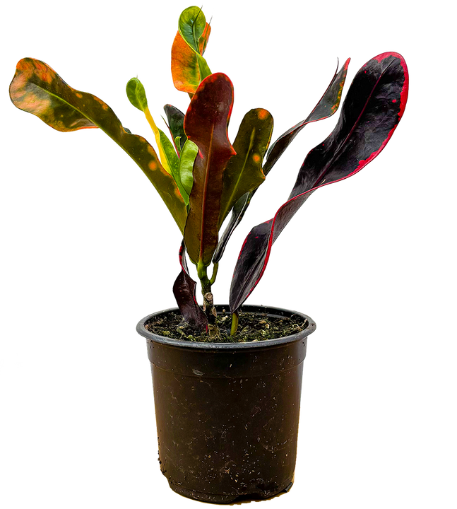 Croton Mammy (S)