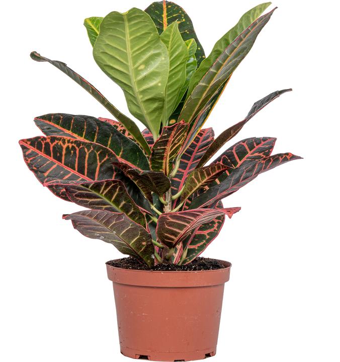 Croton Petra (S)