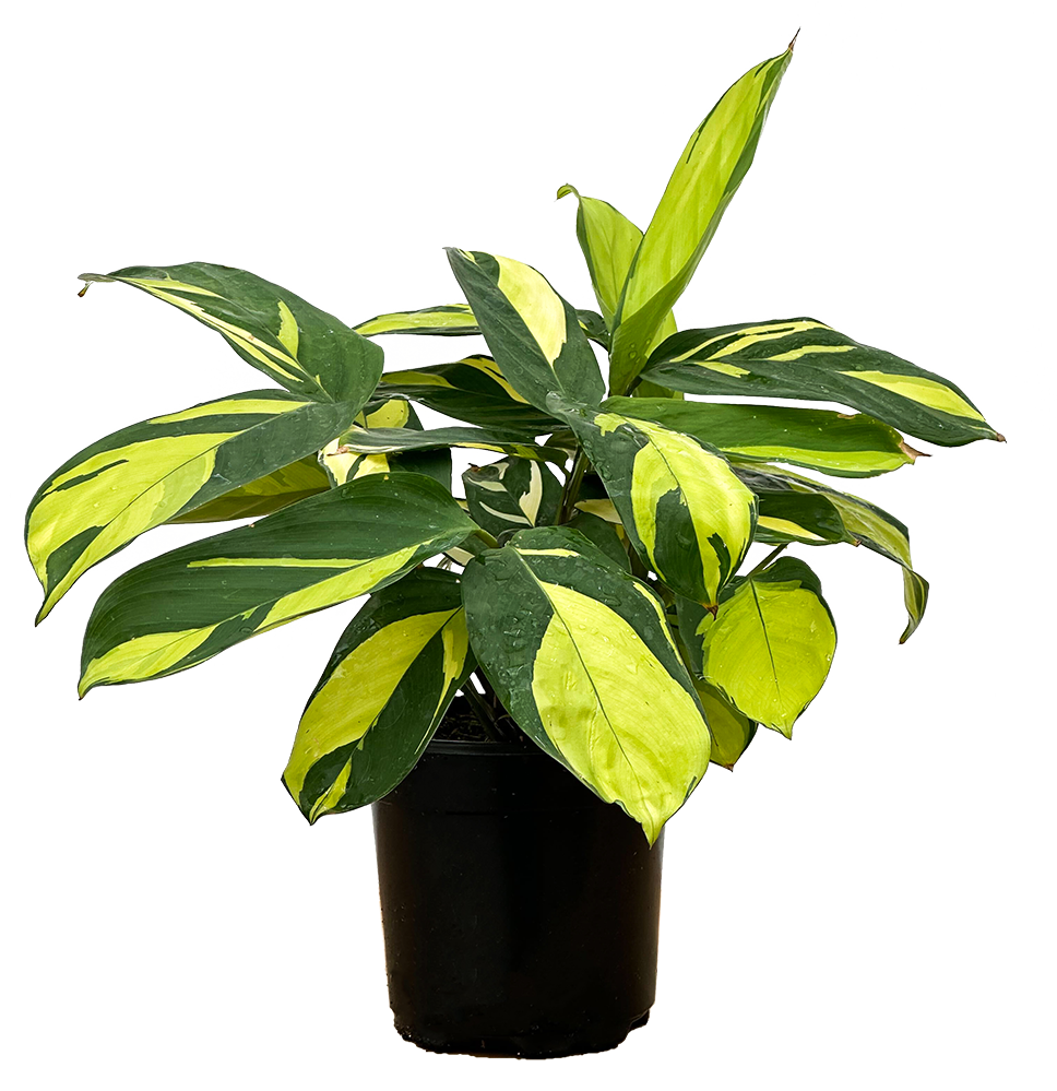 Plantsome Ctenanthe Lubbersiana Plant - Thumbnail 2