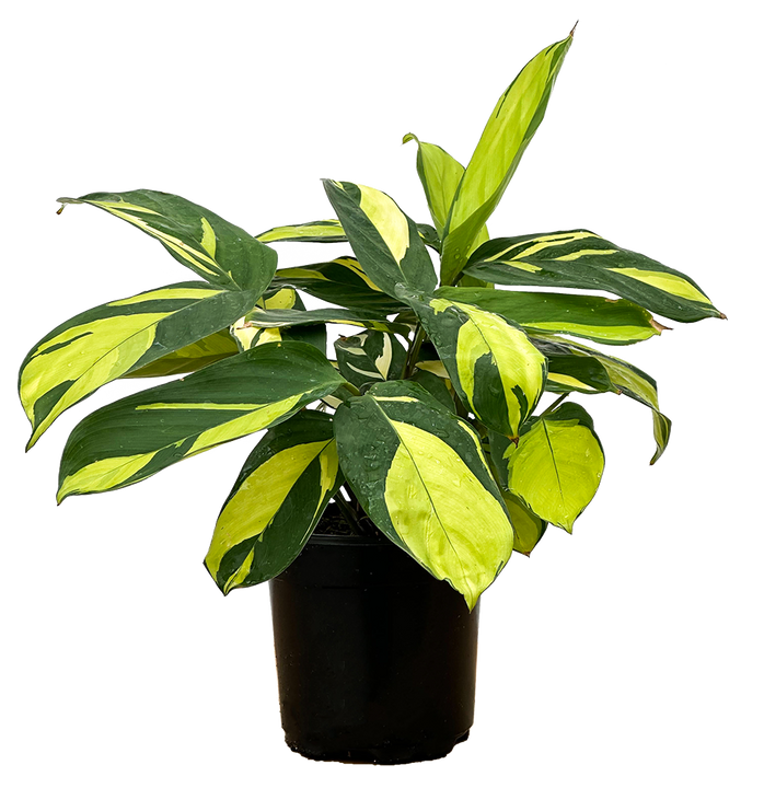 Ctenanthe Lubbersiana Golden | Mosaic Plant (S)