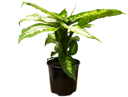 Dieffenbachia Perfection Compacta (M)