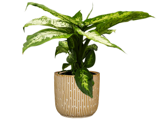 dieffenbachia perfection Dieffenbachia Perfection Compacta | 6" Pot | Easy Care Houseplant