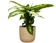 Dieffenbachia Perfection Compacta (M)