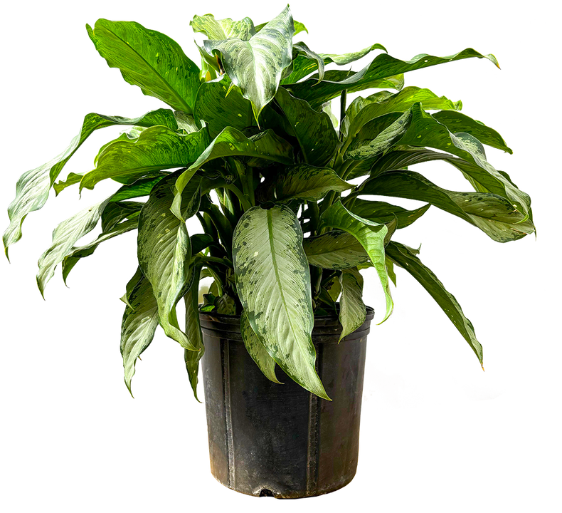 Dieffenbachia Tropic Rain (XL)