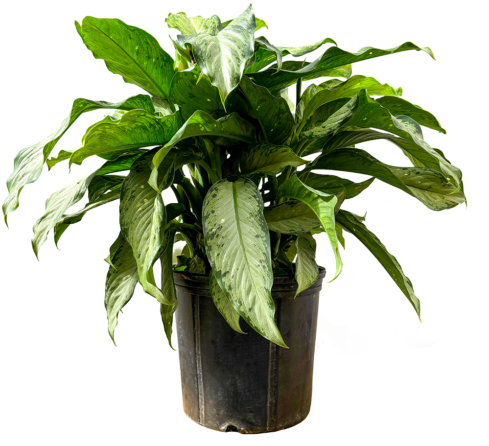 Dieffenbachia Tropic Rain (XL)