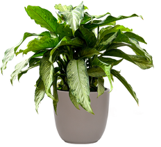 Dieffenbachia Tropic Rain (XL)