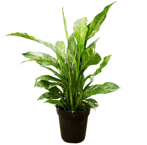 Spathiphyllum | Peace Lily Domino (S)