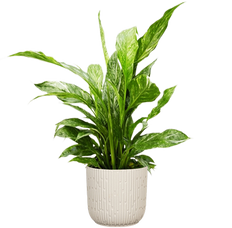 Spathiphyllum | Peace Lily Domino (S)