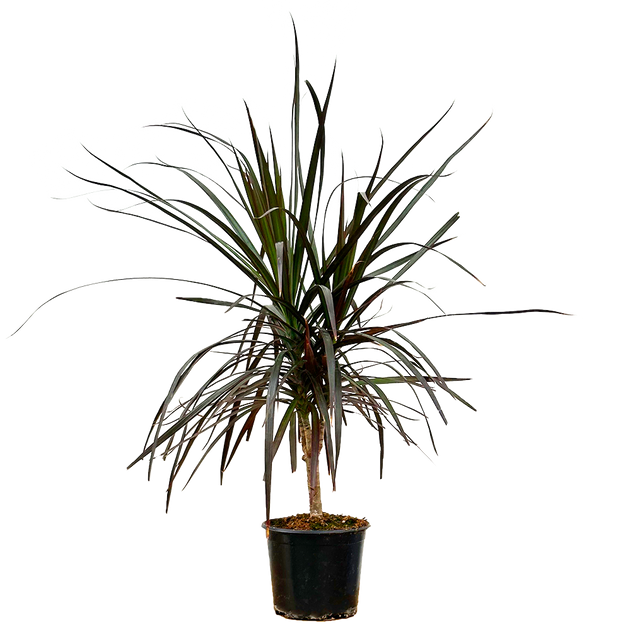 dracaena marginata tricolor for sale Dracaena Marginata Tricolor | Dragon Tree | 6" Pot | Easy Care Houseplant