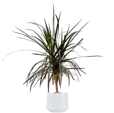 Dracaena Marginata Red | Caned Dragon Tree (M)