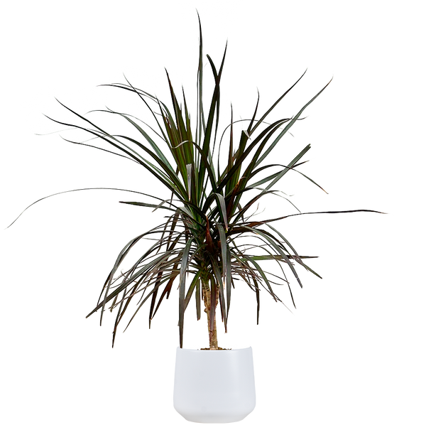 dracaena marginata stump Dracaena Marginata Tricolor | Dragon Tree | 6