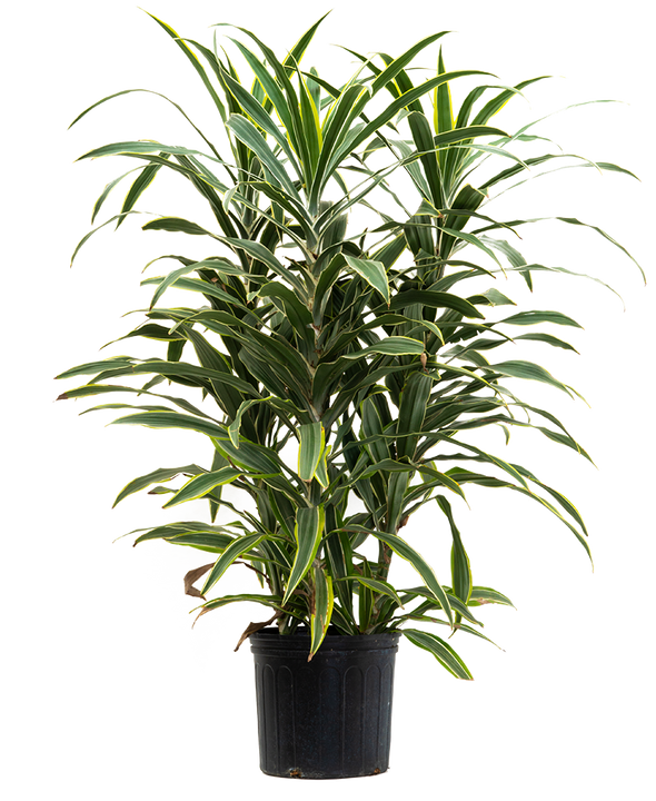 Dracaena Warneckei Lemon Lime (XL)