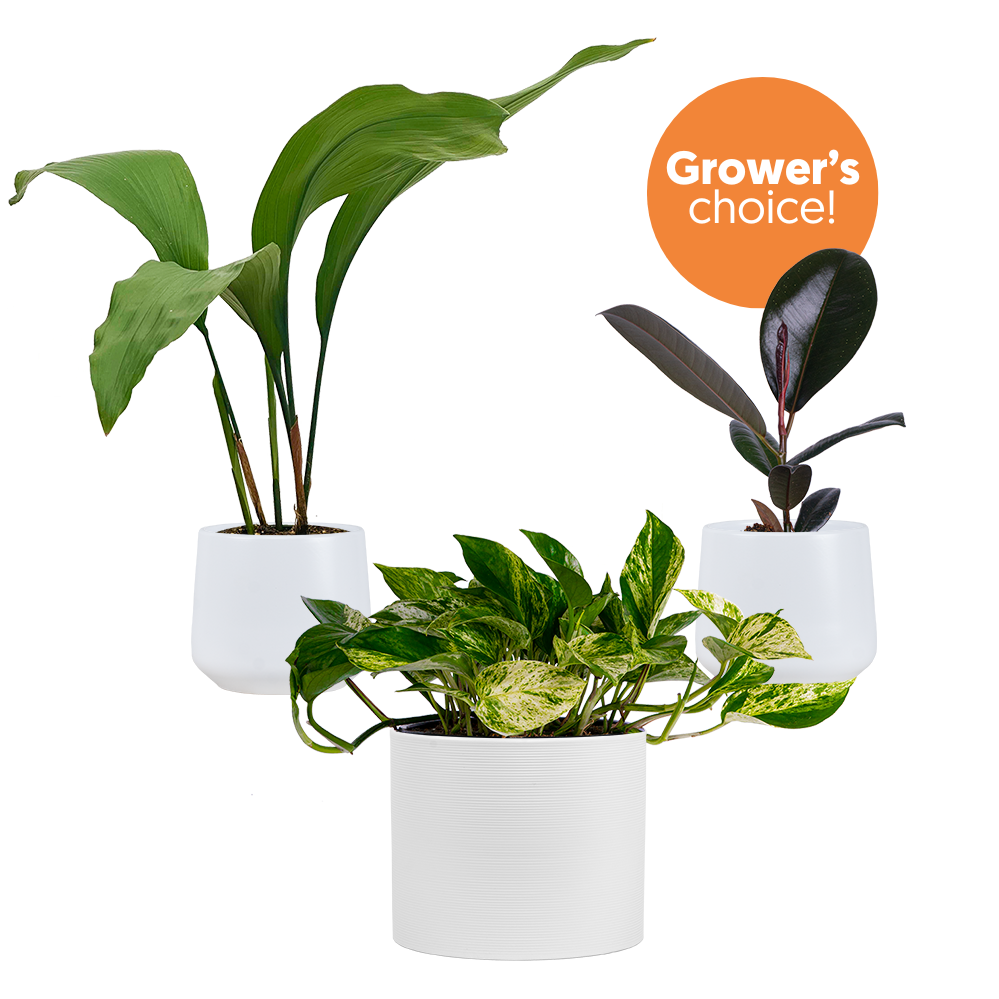 Easy Care Trio (White Pots)