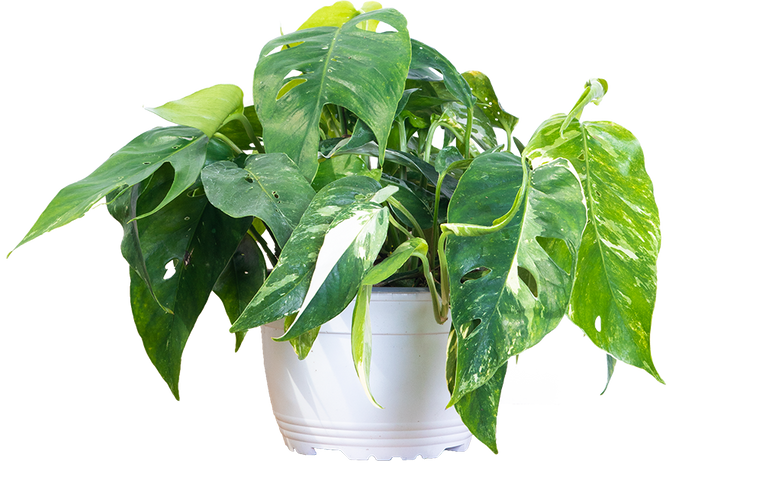 Buy online Pothos Epipremnum pinnatum albo variegata in 4 pot