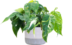 Epipremnum Pinnatum Albo | Variegated Dragon Tail (M)