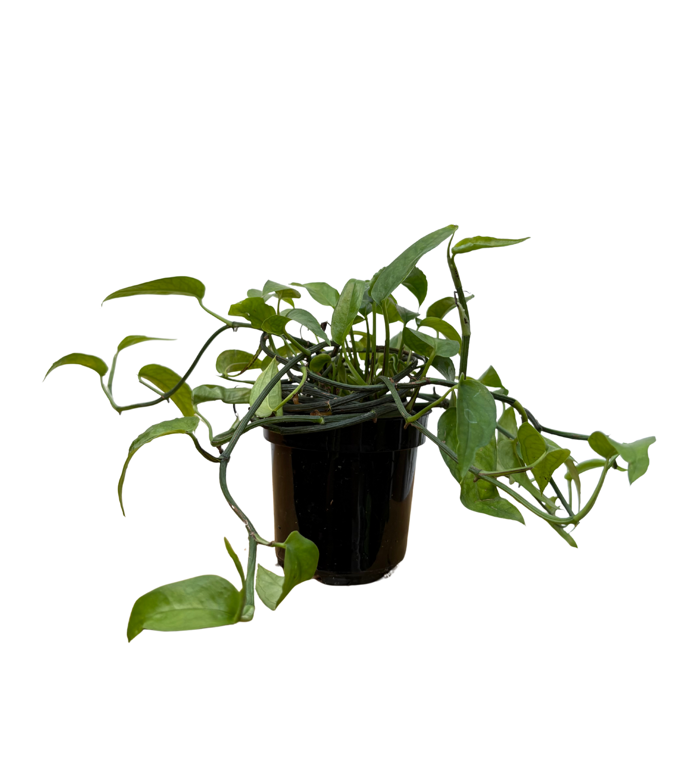 Epipremnum Skeleton Key (S)