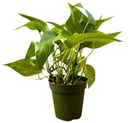 Epipremnum Pinnatum Aureum (S)