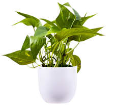 Epipremnum Pinnatum Aureum (S)