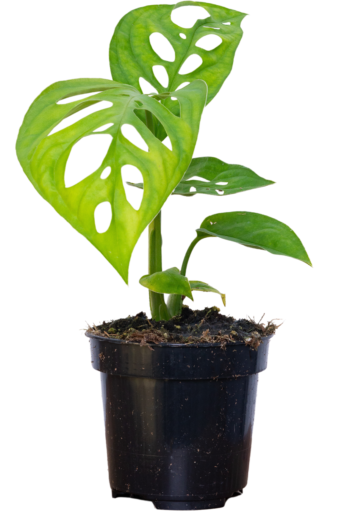 Monstera Epipremnoides | Esqueleto Swiss Cheese (S)