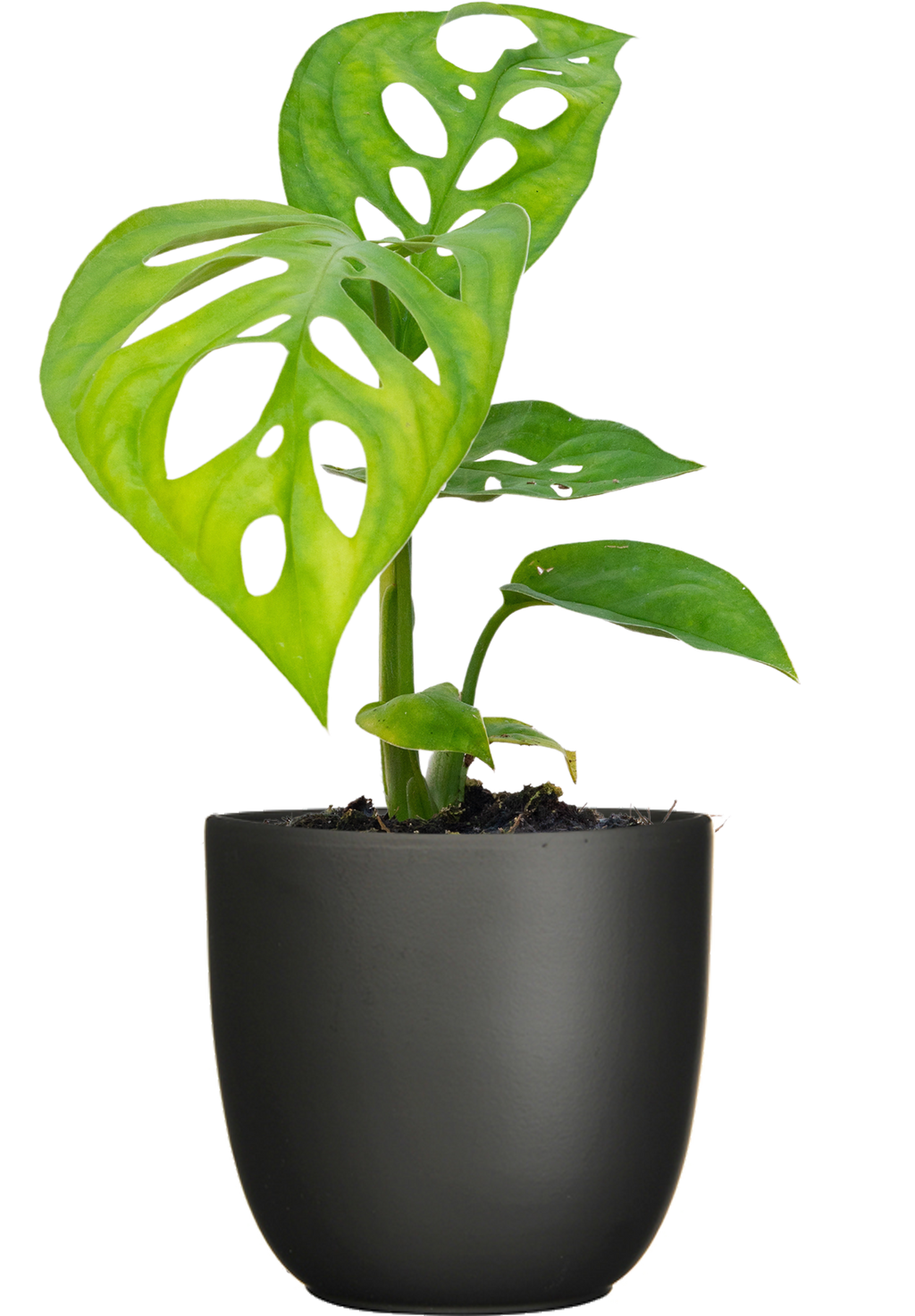 philodendron epipremnoides Monstera Epipremnoides | Esqueleto Swiss Cheese | 4
