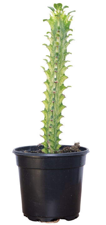 Euphorbia Trigona Variegata | Variegated Cathedral Cactus (S)