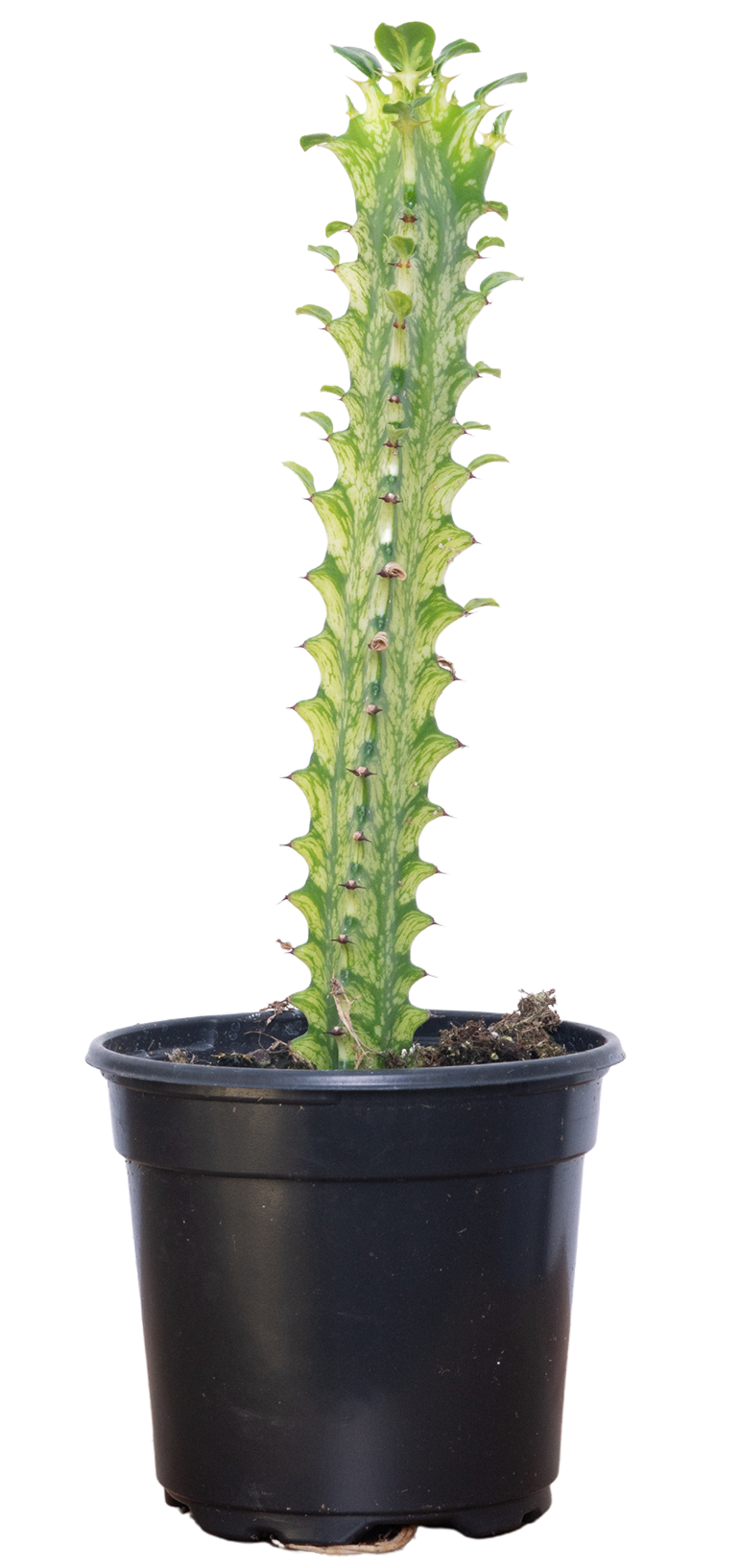 Euphorbia Trigona Variegata | Variegated Cathedral Cactus (S)