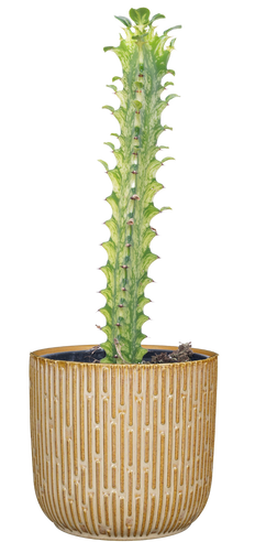 Euphorbia Trigona Variegata | Variegated Cathedral Cactus (S)
