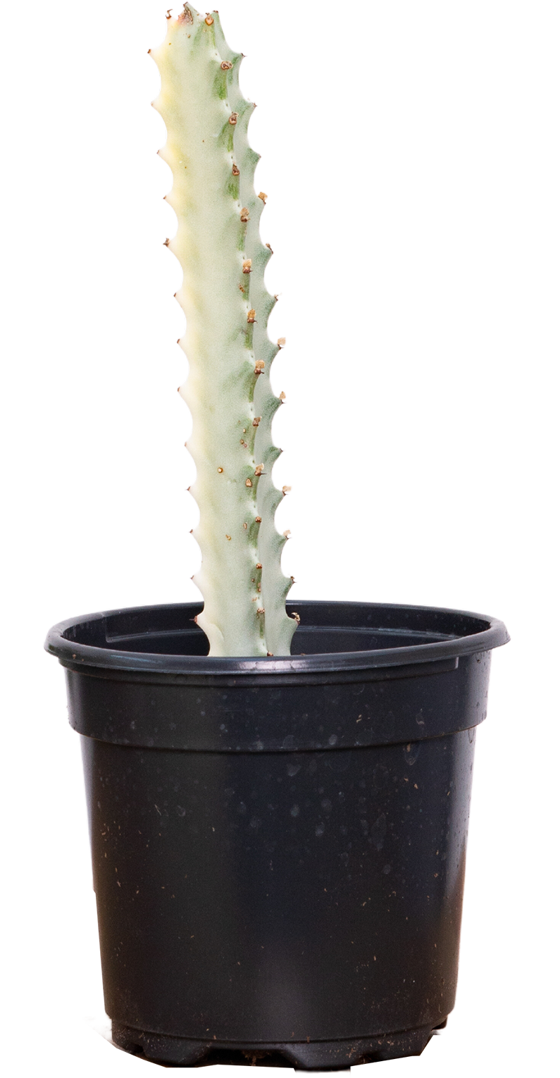 Euphorbia Lactea | White Ghost (S)