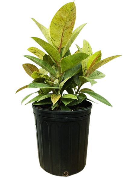 Ficus Shivereana Moonshine | Rubber Tree (L)