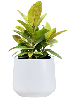 Ficus Shivereana Moonshine | Rubber Tree (L)