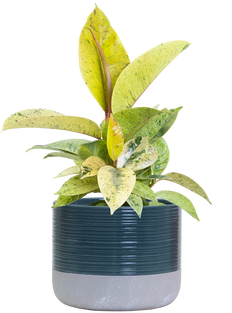 Ficus Shivereana Moonshine | Rubber Tree (M)