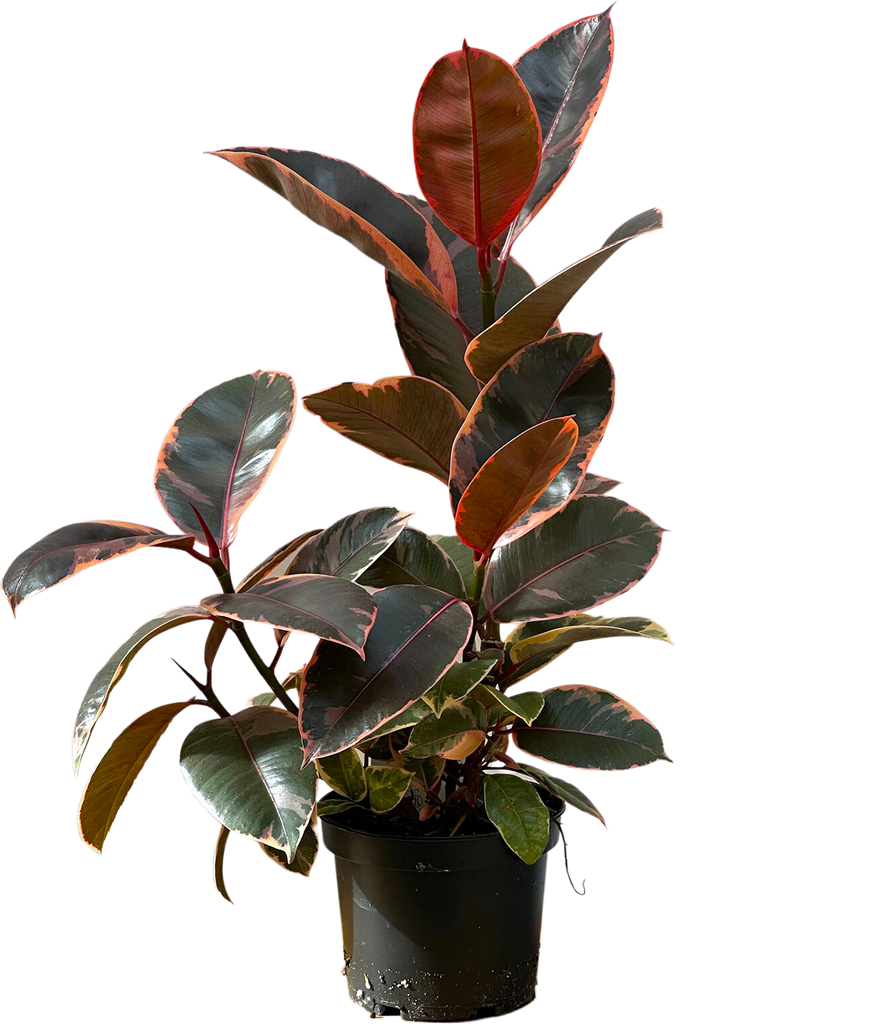 Ficus Elastica Ruby | Rubber Tree | 6