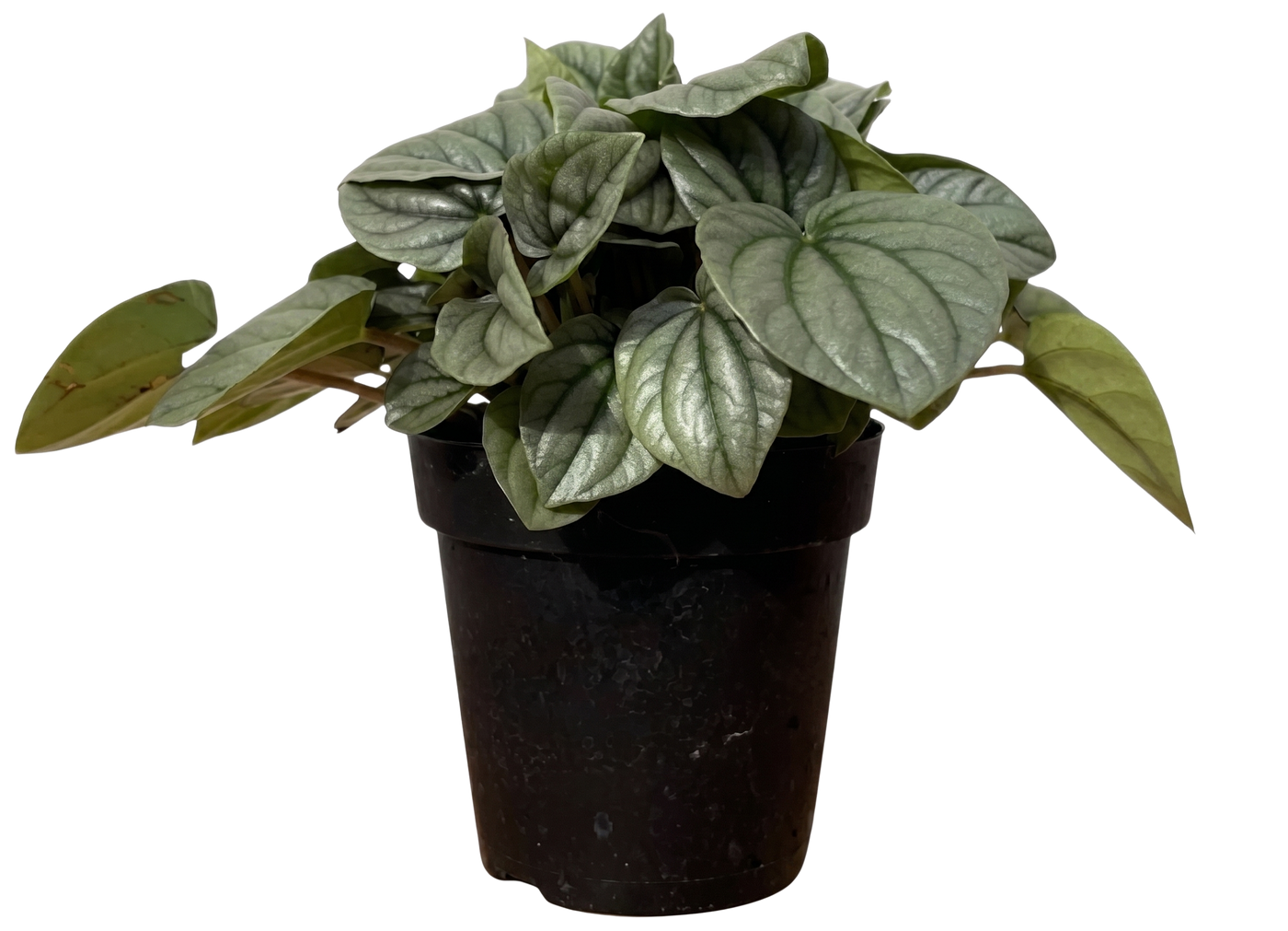 Peperomia Caperata Frost (S)