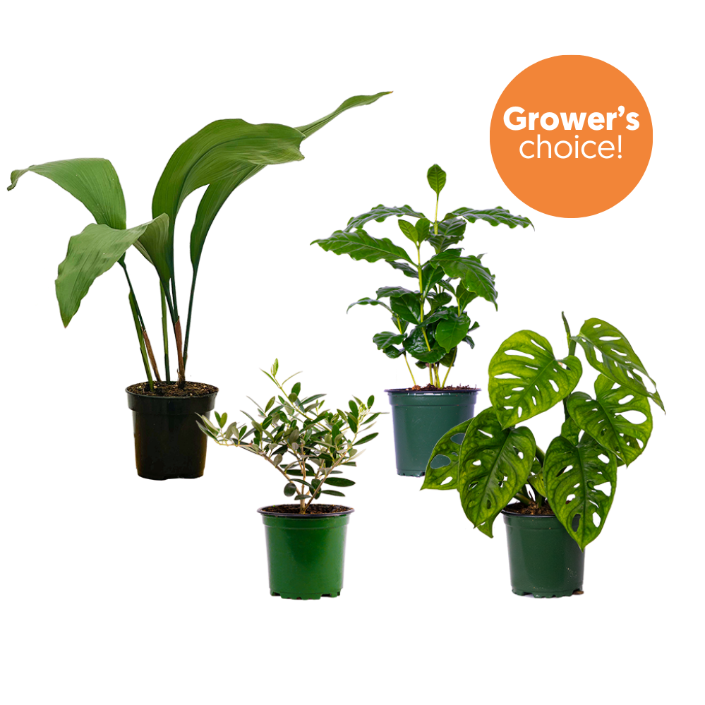 Greenhouse Gang
