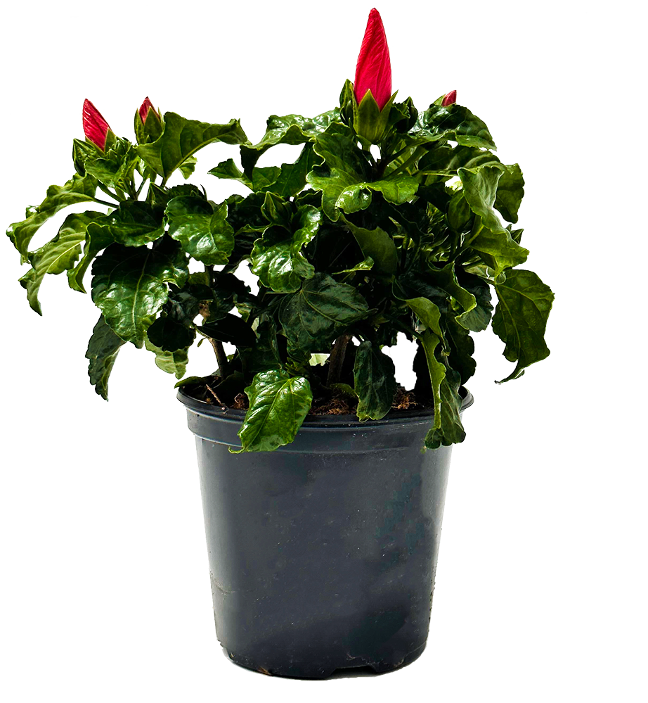 Hibiscus (M)