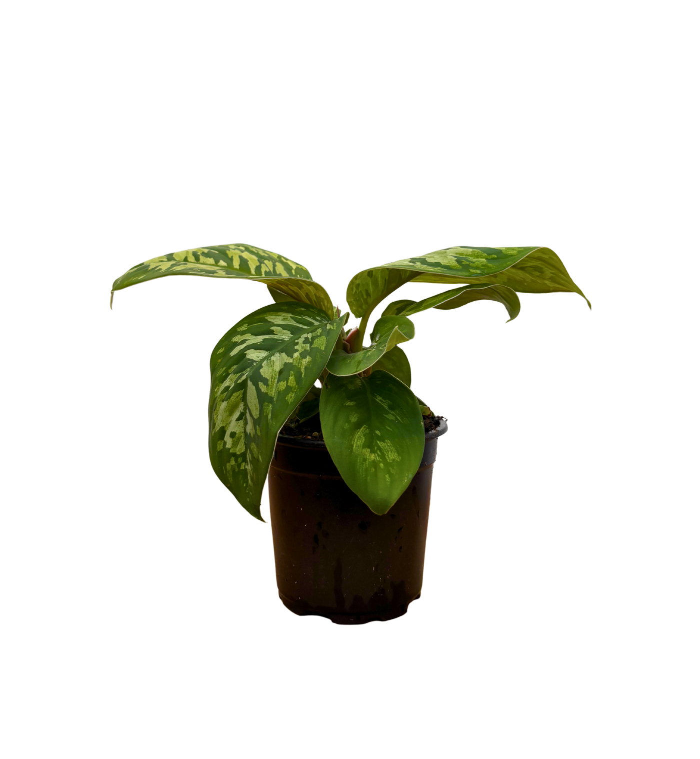 Homalomena Occulata Camoflauge (S)