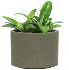 Hoya Crassipetiolata | Wax Plant (M)