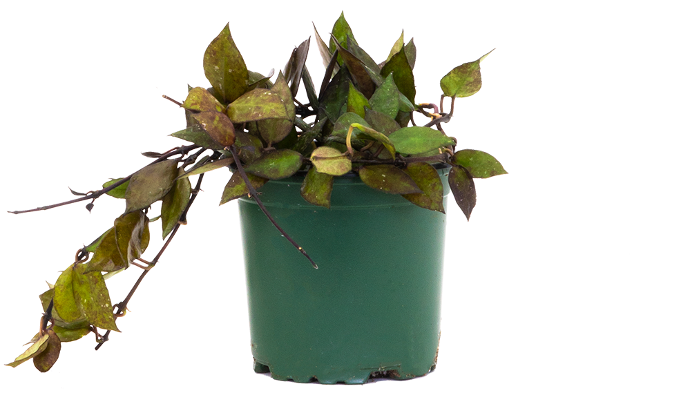 Hoya Krohniana | Wax Plant (S)