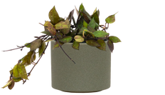 Hoya Krohniana | Wax Plant (S)