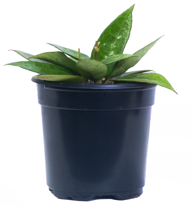 Hoya Parasitica Black Margin | Wax Plant (S)