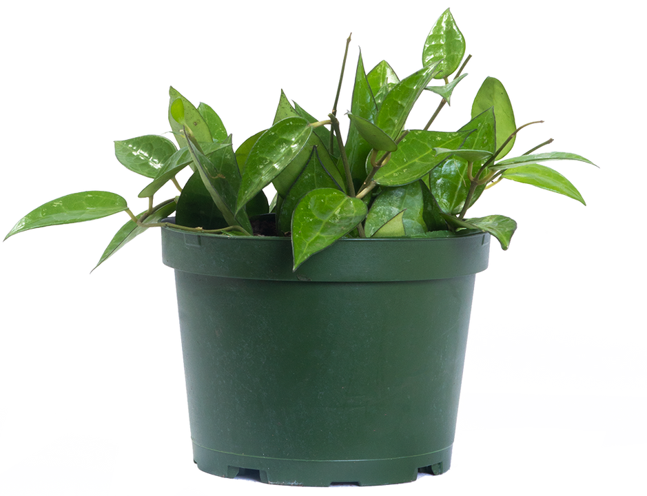 Hoya Parasitica Black Margin | Wax Plant (M)