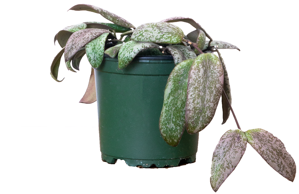 Hoya Sigillatis | Wax Plant (S)