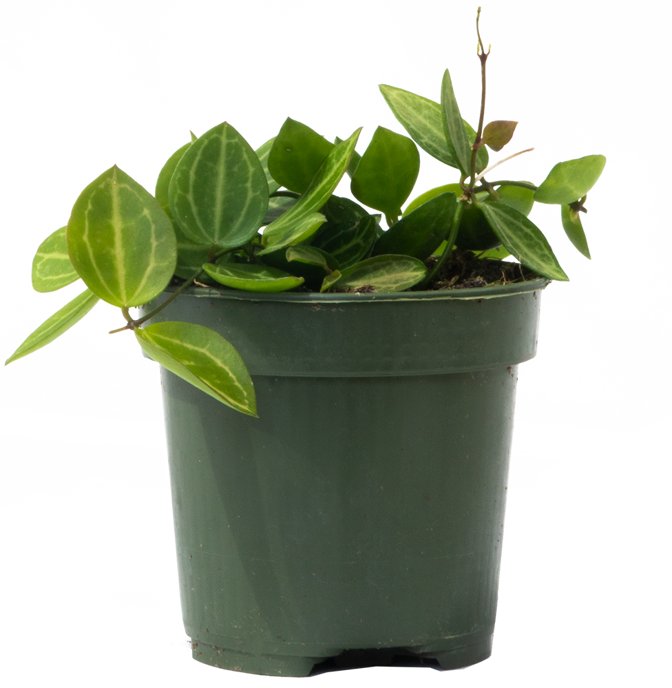 Dischidia Ovata | Hoya Watermelon (S)